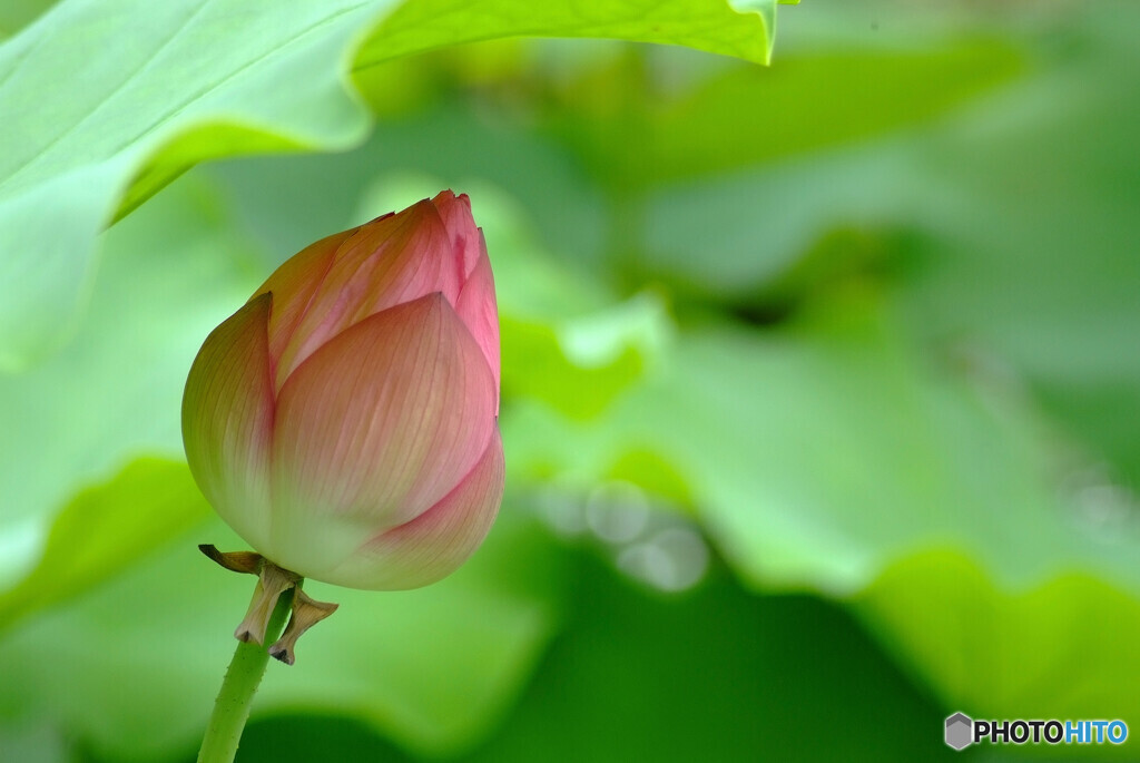 静寂の時✿蓮