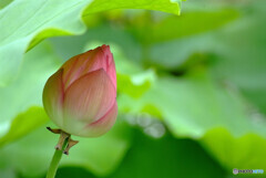 静寂の時✿蓮