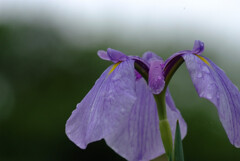 Rainy morning✿菖蒲のとき