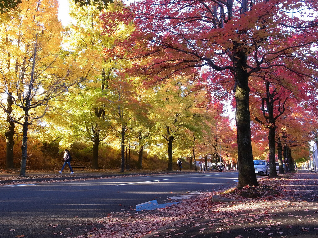 紅葉散歩➑❁三色彩道2025