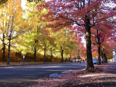 紅葉散歩➑❁三色彩道2025