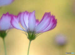 Passion・秋