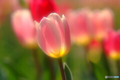 安らかな日々に✿祈り