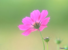 My Treasure・夢心