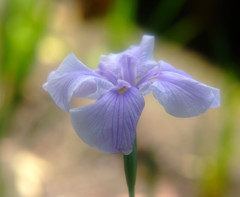 未来予想図Ⅲ・菖蒲
