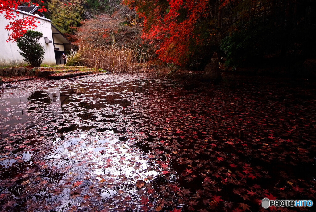 祭りのあと✾2020紅葉