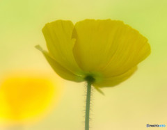 時をかける華・第6章