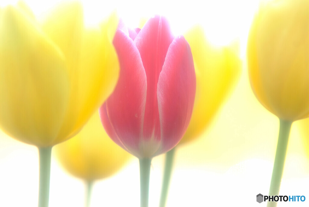 聖女✿癒しの時