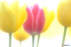 聖女✿癒しの時