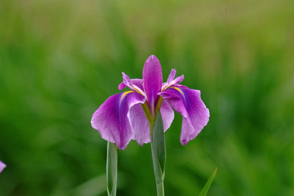おかえり菖蒲✿皐月