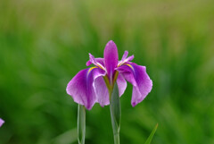 おかえり菖蒲✿皐月