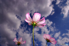 独唱！✿コスモスと秋雲