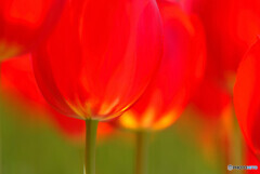 Passion❁熱き心に