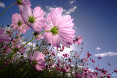 秋風に吹かれて❁こすもす