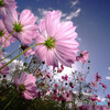 秋風に吹かれて❁こすもす