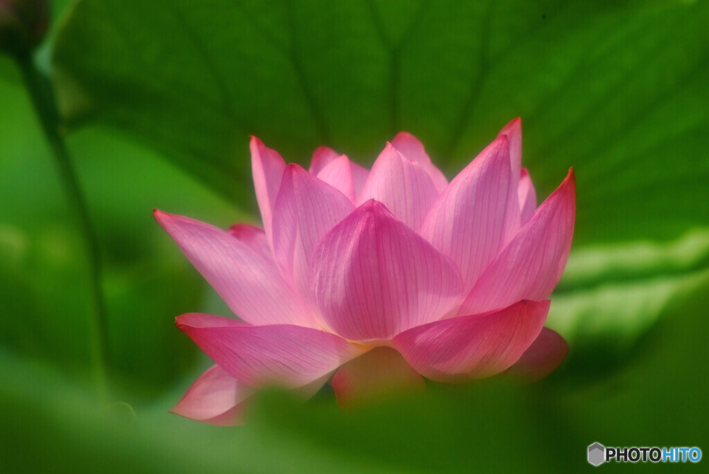 To you✿水無月の恋