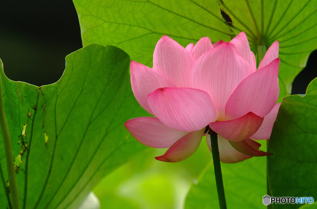 儚くも永遠に✿蓮