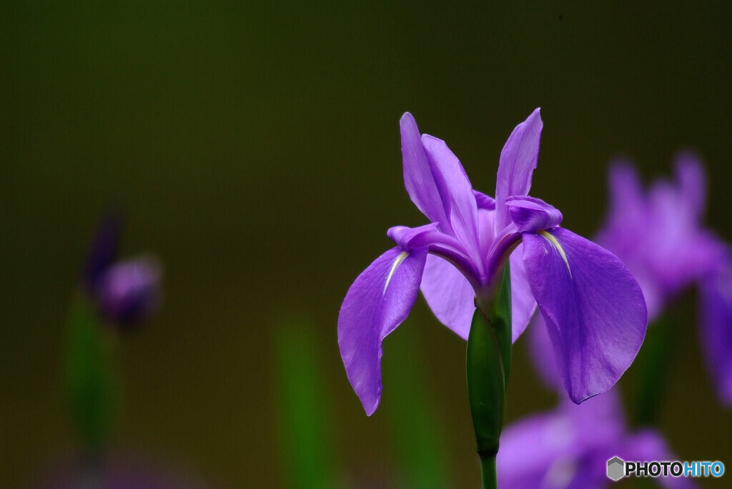 皐月の午後❁杜若