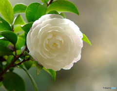 つばきの森・和倉