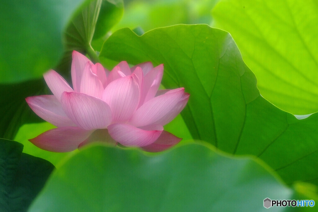 七夕月の朝✿蓮2022