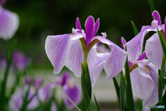 Japanese Beauty✿皐月の舞
