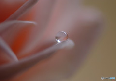 美・サイレント・雫