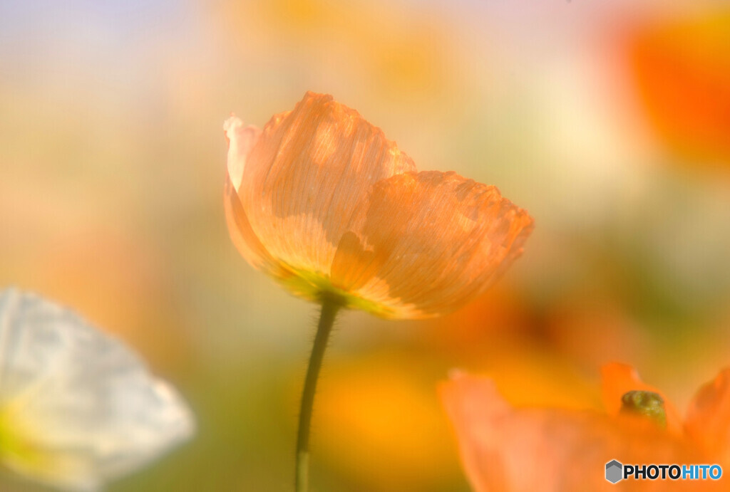 穏やかな日々へ・華