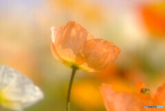 穏やかな日々へ・華