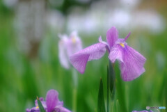 Japanese Beauty✾6月の風