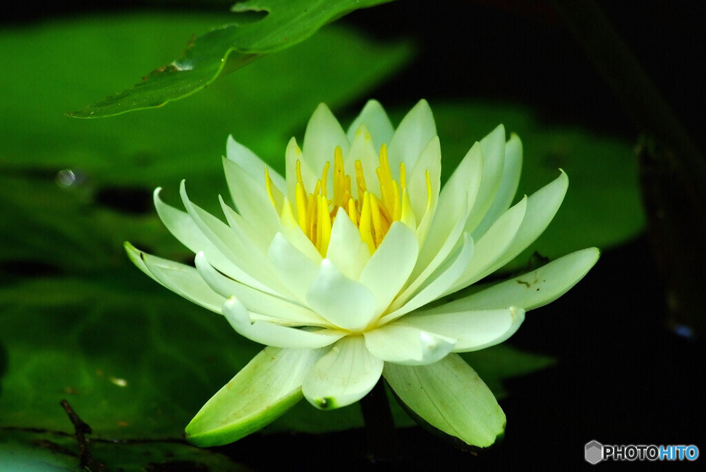 清純な心✿花言葉