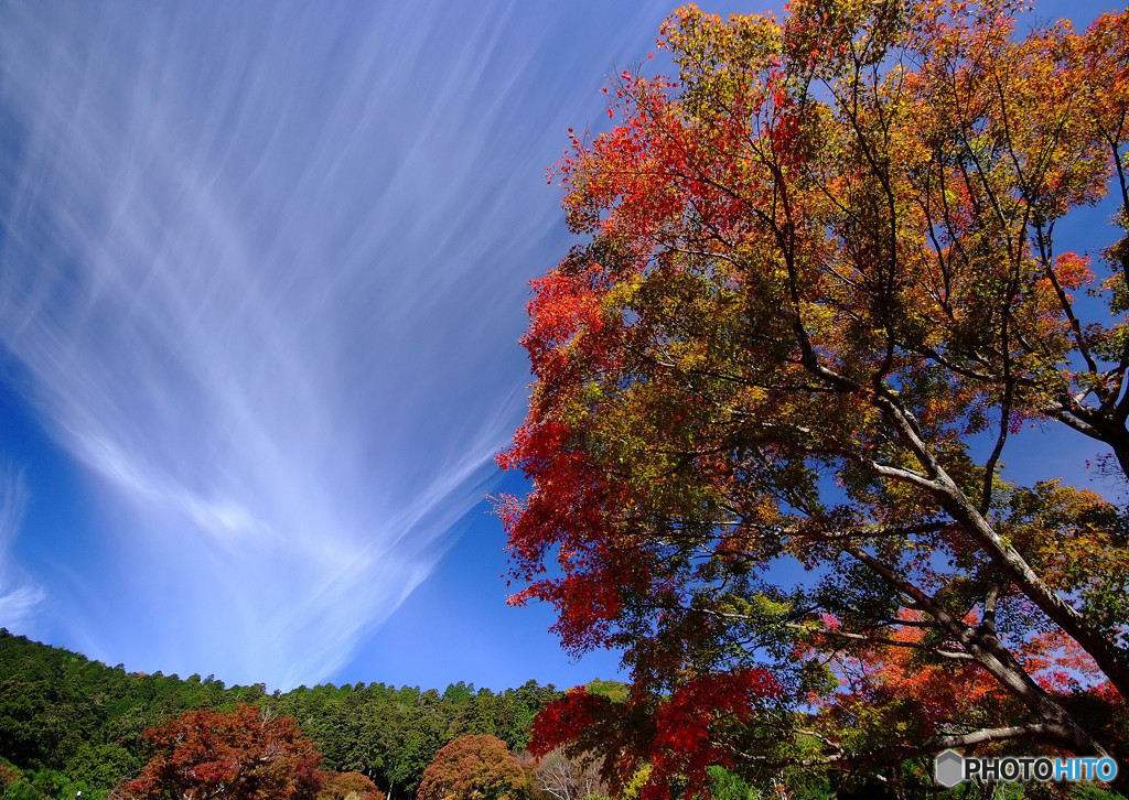 秋雲と紅葉
