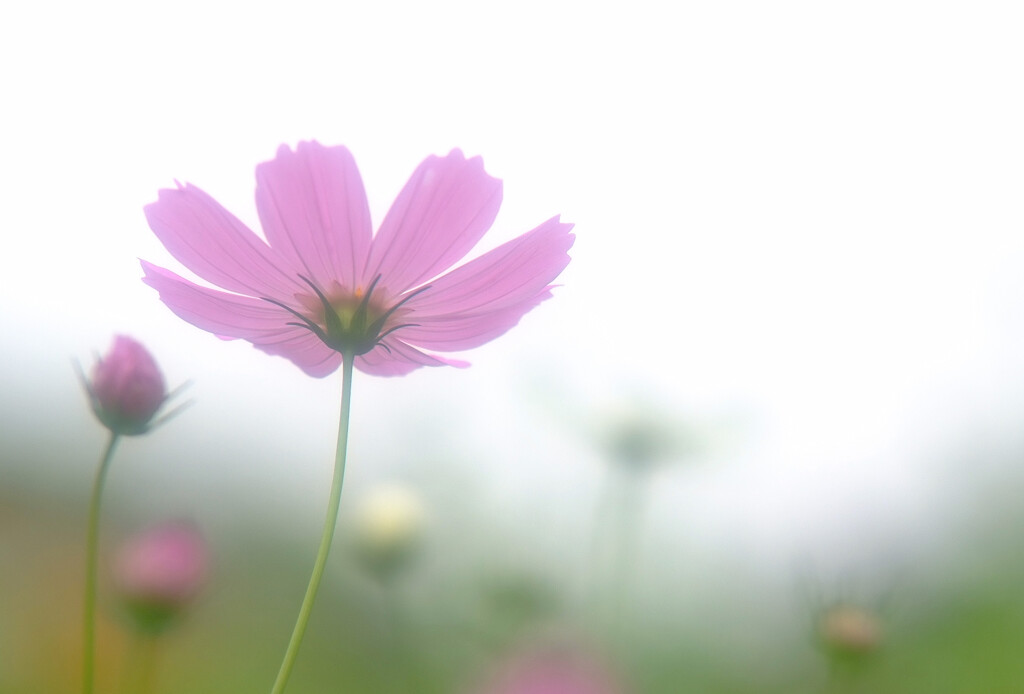 揺れる想い❁コスモス