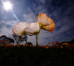 春日和・いつも一緒