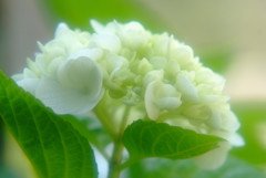 やさしさに包まれて・華