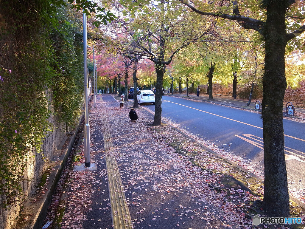 紅葉散歩Ⅴ❁三色彩道2023