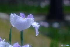 涼暮月の彩✿菖蒲2022 涼暮月の彩✿菖蒲2022