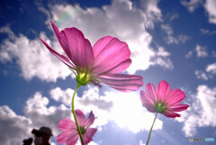 希望の華❁COSMOS