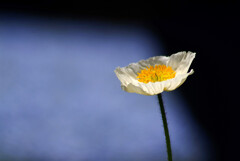蒼の世界★Poppy