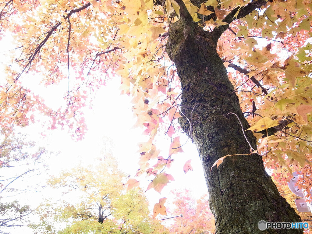 紅葉散歩Ⅵ❁三色彩道2024