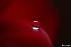 雫に願いを・和