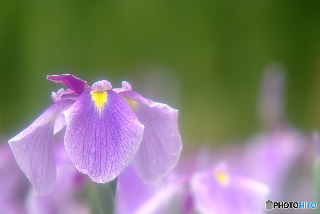 皐月の扉・華