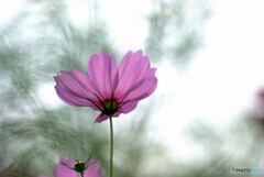 秋のÉtude✾秋桜2023
