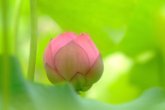 Heaven's  Door(Ⅲ）