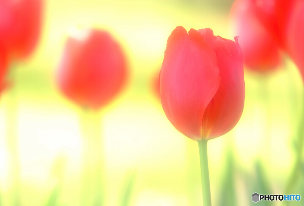 卯花月の扉✿華