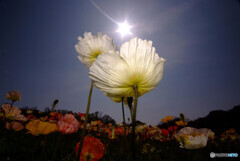 Show Time✾花の丘