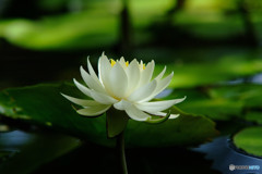 慕情・睡