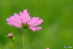 My memory✿時