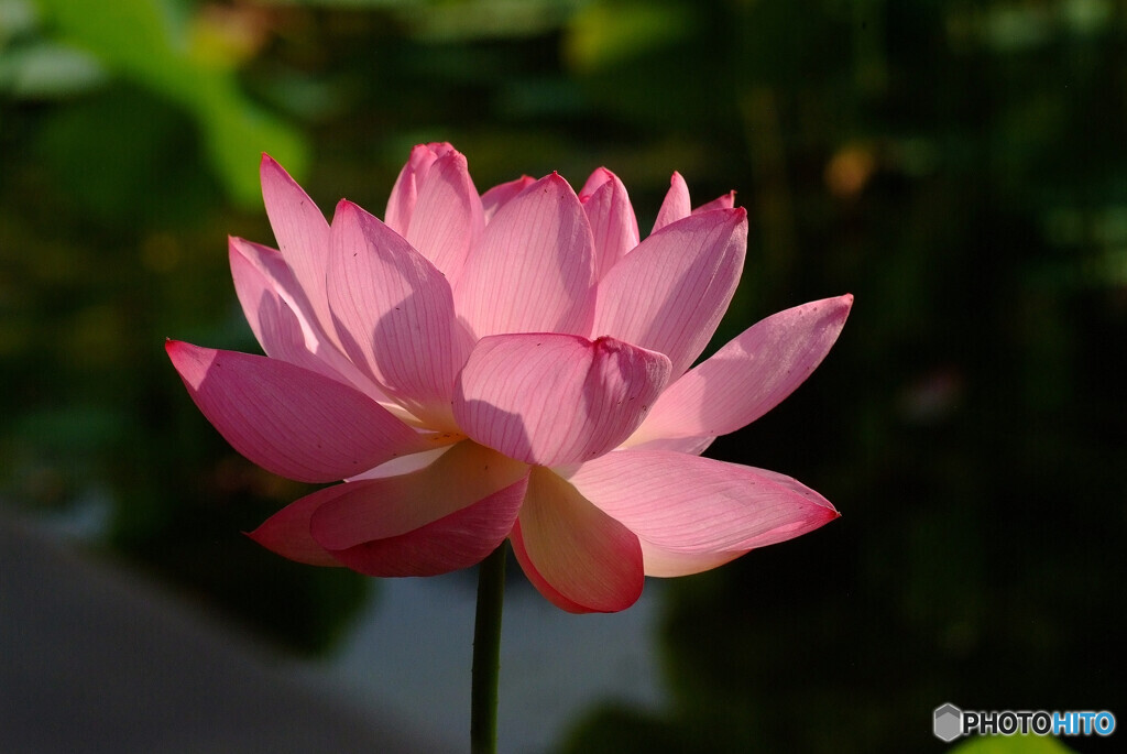 七夕月の灯❁蓮