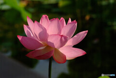 七夕月の灯❁蓮
