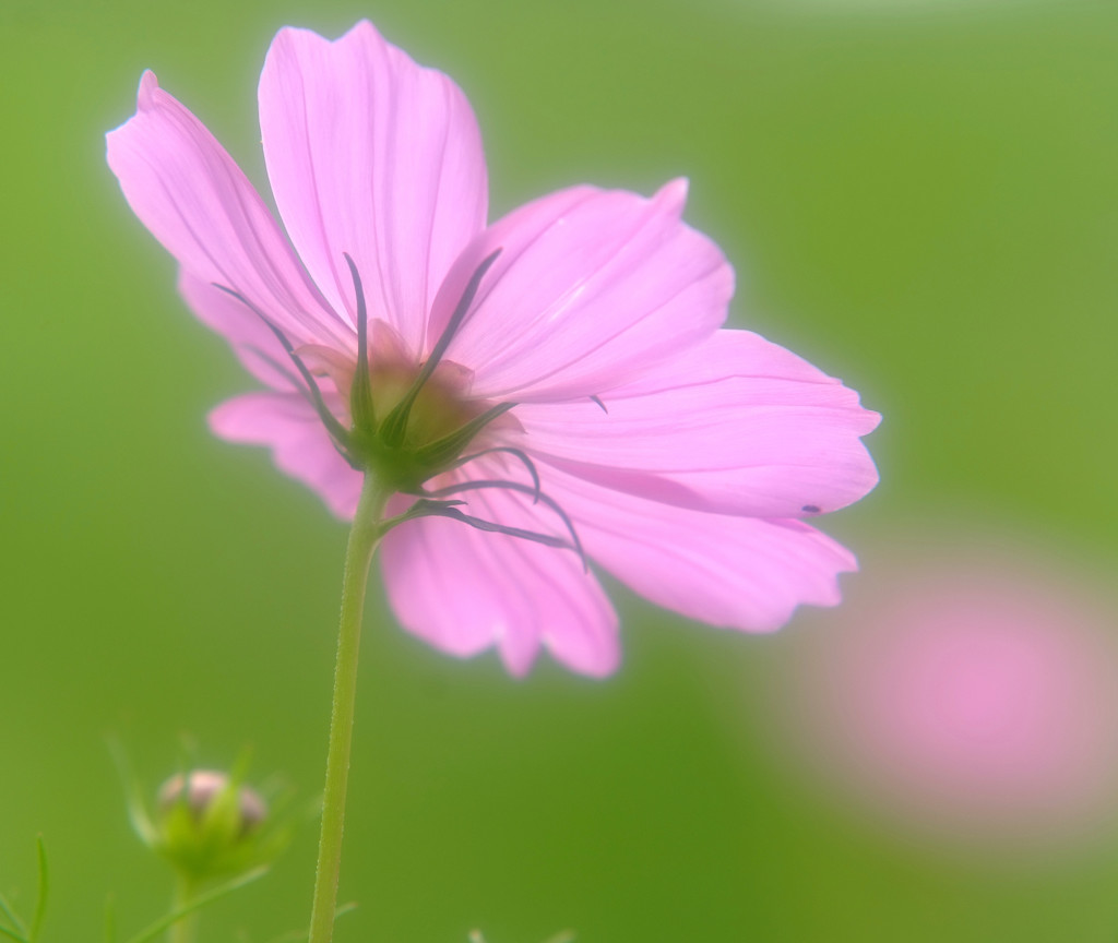 息吹・こすもす